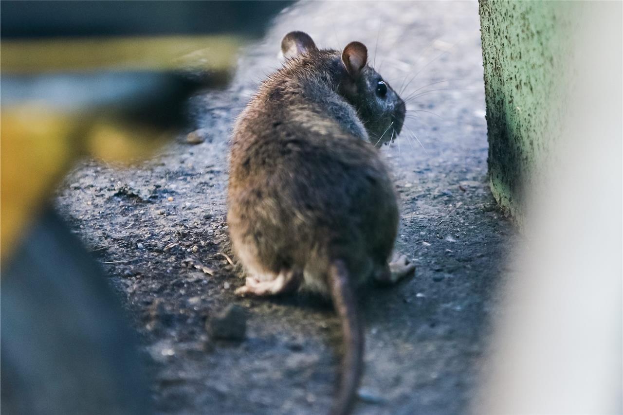 Ratten Im Garten Vertreiben Luxus Nager Sind Teils Bereits Resistent Gegen Giftköder