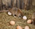 Ratten Im Garten Vertreiben Luxus Ratten Bekämpfen Apel Schädlingsbekämpfung