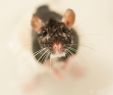 Ratten Im Garten Vertreiben Luxus Ratten Kommen übers Klo In Wohnung Haus & Garten Bild