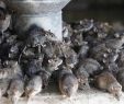 Ratten Im Garten Vertreiben Luxus Ratten Plage Gift Gegen Nager ist Auch Für Hunde Gefährlich
