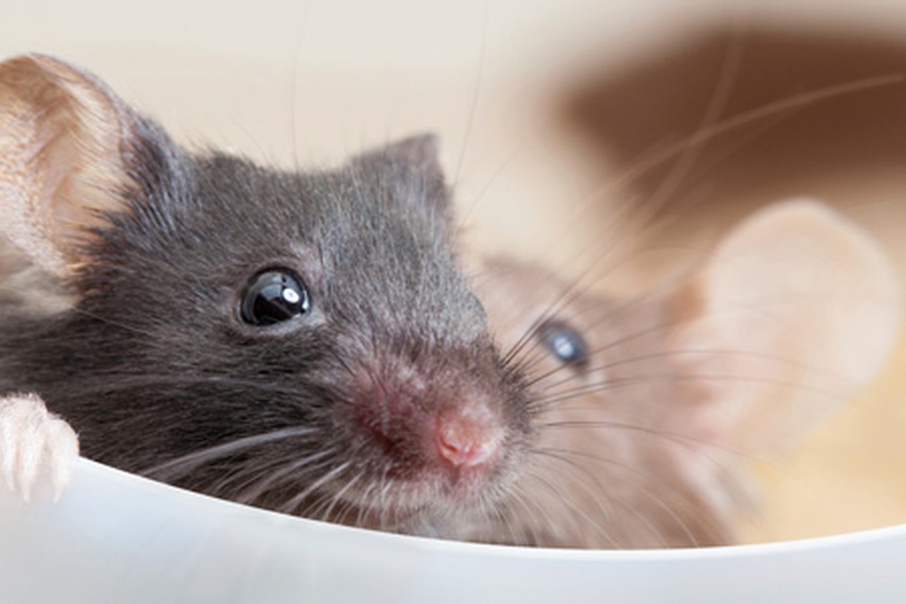 Ratten Im Garten Vertreiben Luxus Tierfreundlicher Umgang Mit Ratten Und Mäusen Im Haus