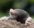 Ratten Im Garten Vertreiben Neu Bußgeld Droht Warum Ihr Maulwürfe Und Spitzmäuse Im Garten