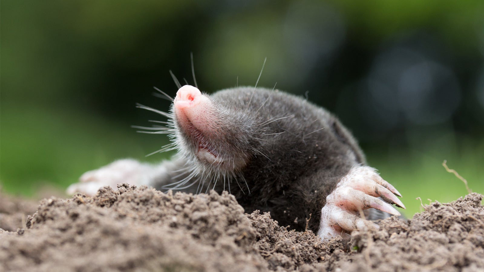 Ratten Im Garten Vertreiben Neu Bußgeld Droht Warum Ihr Maulwürfe Und Spitzmäuse Im Garten