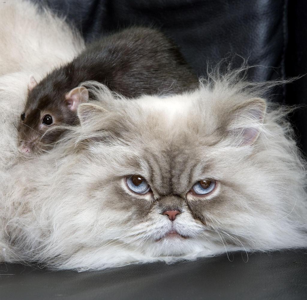 Ratten Im Garten Vertreiben Neu Katzen Jagen Nur Sehr Selten Ratten Welt