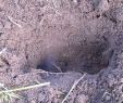 Ratten Im Garten Vertreiben Neu Mäuse & Maulwürfe Vertreiben