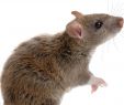 Ratten Im Garten Vertreiben Neu Ratten Vertreiben Was Nager Von Haus Und Garten