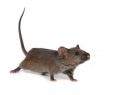 Ratten Im Garten Vertreiben Neu Rattenbekämpfung