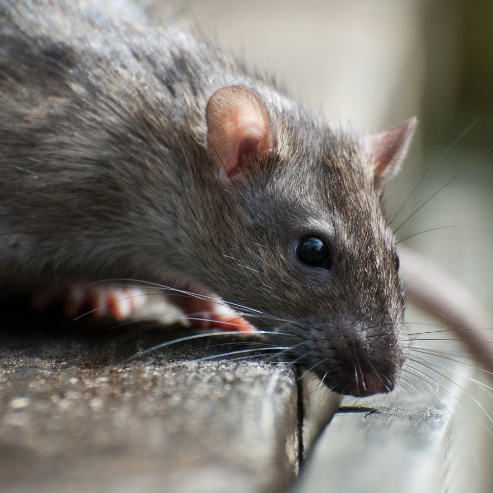 Ratten Im Garten Bekämpfen Ohne Gift / Ratten Im Garten So Bekampfen