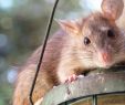 Ratten Im Garten Vertreiben Schön Meldepflicht Bei Ratten Im Garten