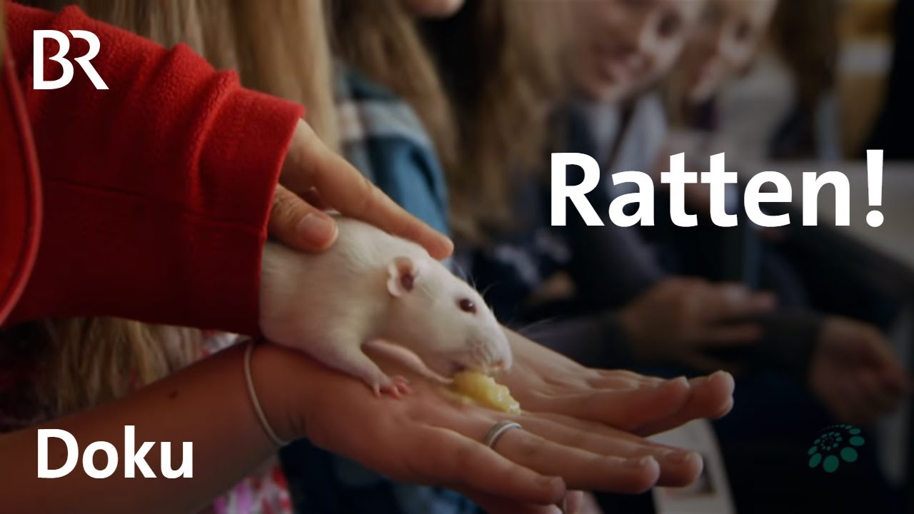 Ratten Im Garten Vertreiben Schön Müssen Wir Angst Vor Ratten Haben Faszination Wissen Doku
