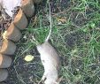 Ratten Im Garten Vertreiben Schön Ratte Oder Maus Im Garten Wir Lieben Von Ratten Im Garten