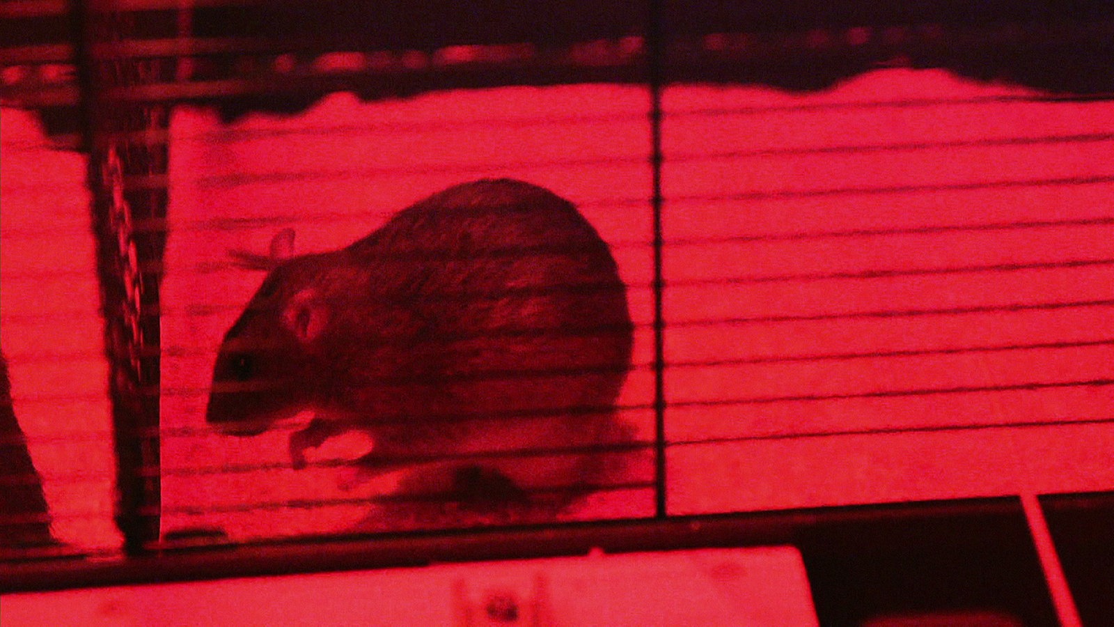 Ratten Im Garten Vertreiben Schön Ratten – Schlau Und sozial