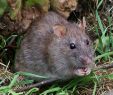 Ratten Im Garten Vertreiben Schön Ratten –