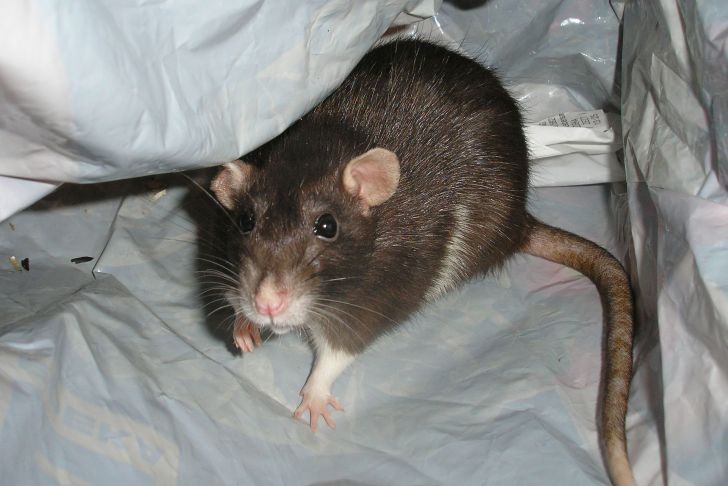 Ratten Im Garten Was Tun Inspirierend Tipps Gegen Ratten Im Haus so Hat Plage Schnell Ein