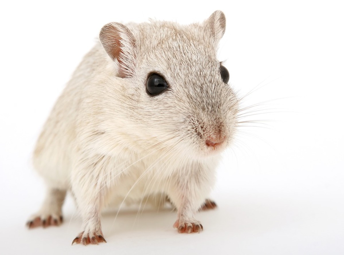 Rattenloch Im Garten Genial Was ist Der Unterschied Zwischen Ratte Und Maus Einfach