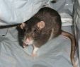 Rattenloch Im Garten Inspirierend Tipps Gegen Ratten Im Haus so Hat Plage Schnell Ein