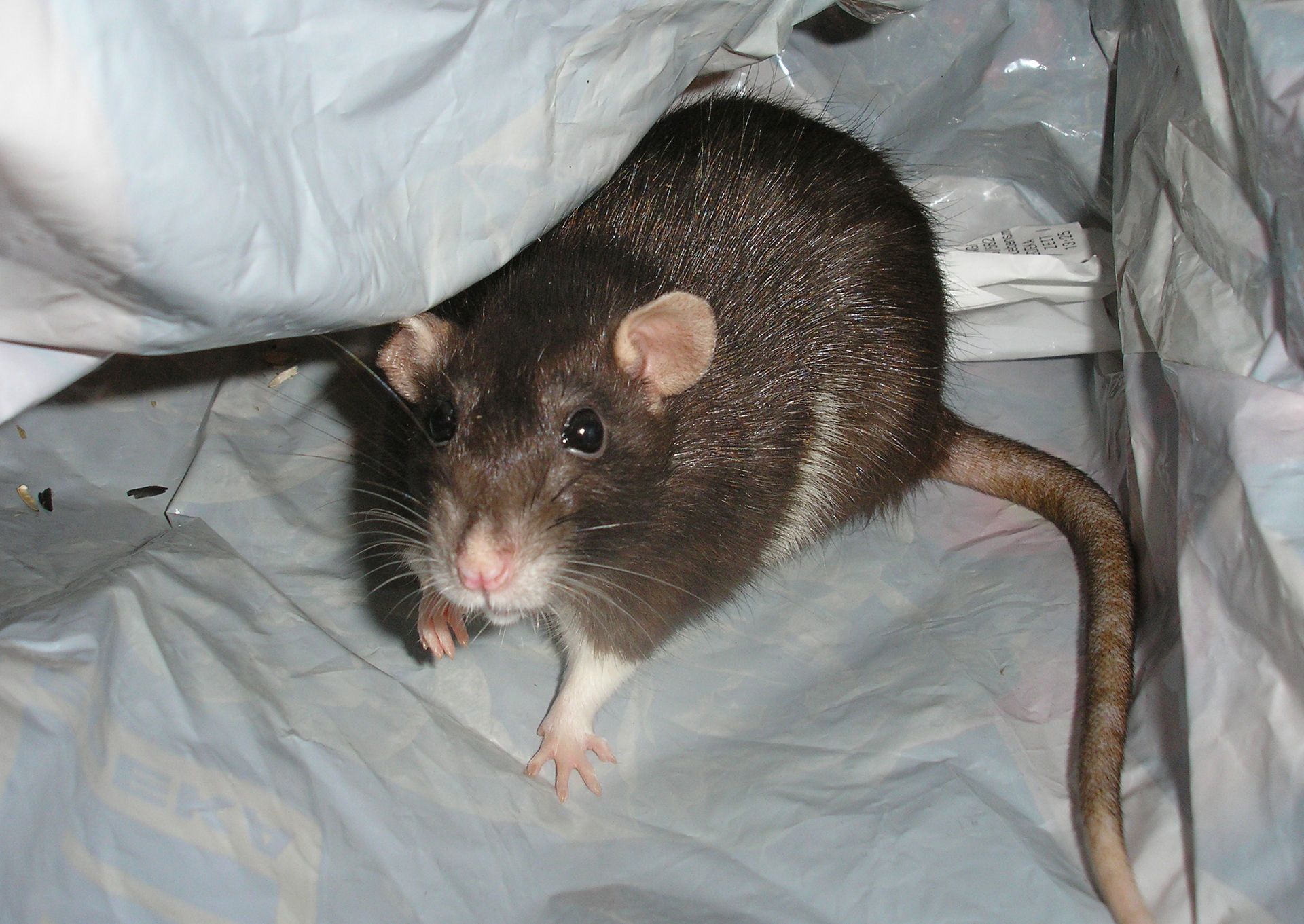 Rattenloch Im Garten Inspirierend Tipps Gegen Ratten Im Haus so Hat Plage Schnell Ein