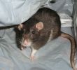 Rattenplage Im Garten Neu Tipps Gegen Ratten Im Haus so Hat Plage Schnell Ein