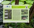 Reihenhaus Garten Luxus File 2018 06 18 Bonn Meckenheimer Allee 169 Botanischer