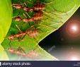 Rote Ameisen Im Garten Inspirierend Ameisen Team Stockfotos & Ameisen Team Bilder Alamy