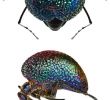 Rote Ameisen Im Garten Schön 181 Pins Zu Beetles Escarabajos Käfern Für 2020