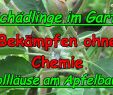 Schädlinge Im Garten Best Of Wolläuse Behandeln Ohne Chemie Schädlinge Im Garten Duo
