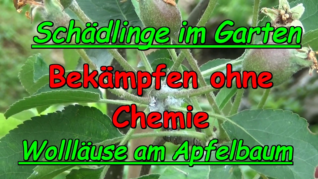Schädlinge Im Garten Best Of Wolläuse Behandeln Ohne Chemie Schädlinge Im Garten Duo