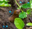 Schädlinge Im Garten Inspirierend Schöner Garten Ohne Schädlinge Ameisen Und
