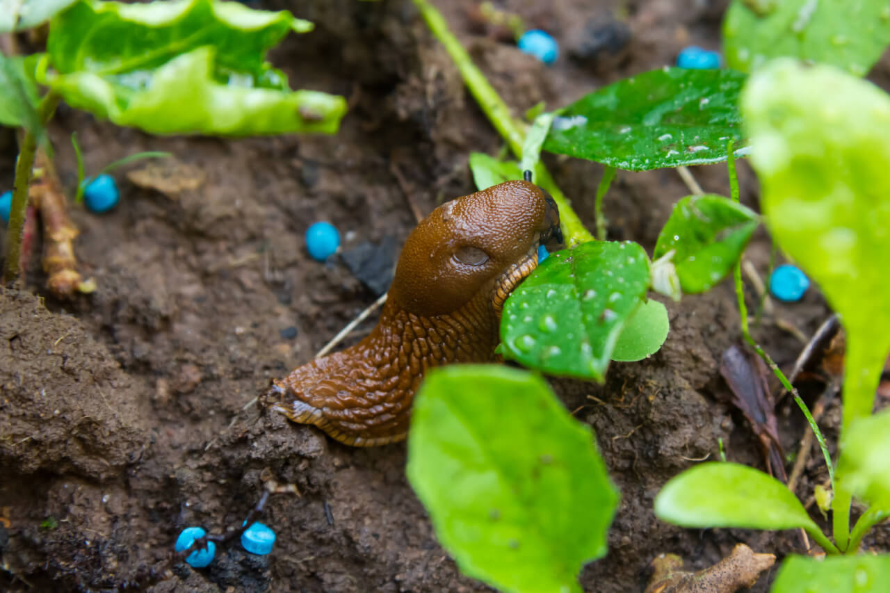 Schädlinge Im Garten Inspirierend Schöner Garten Ohne Schädlinge Ameisen Und