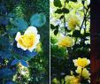 Schloss Garten Luxus ð ð Yellow Vine Roses In Progress ð My Instagram