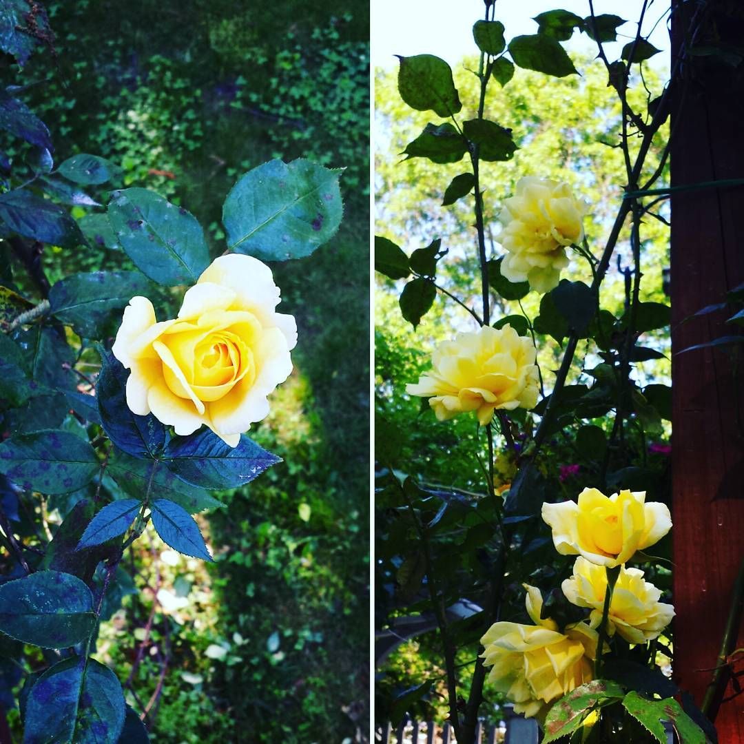 Schloss Garten Luxus ð ð Yellow Vine Roses In Progress ð My Instagram