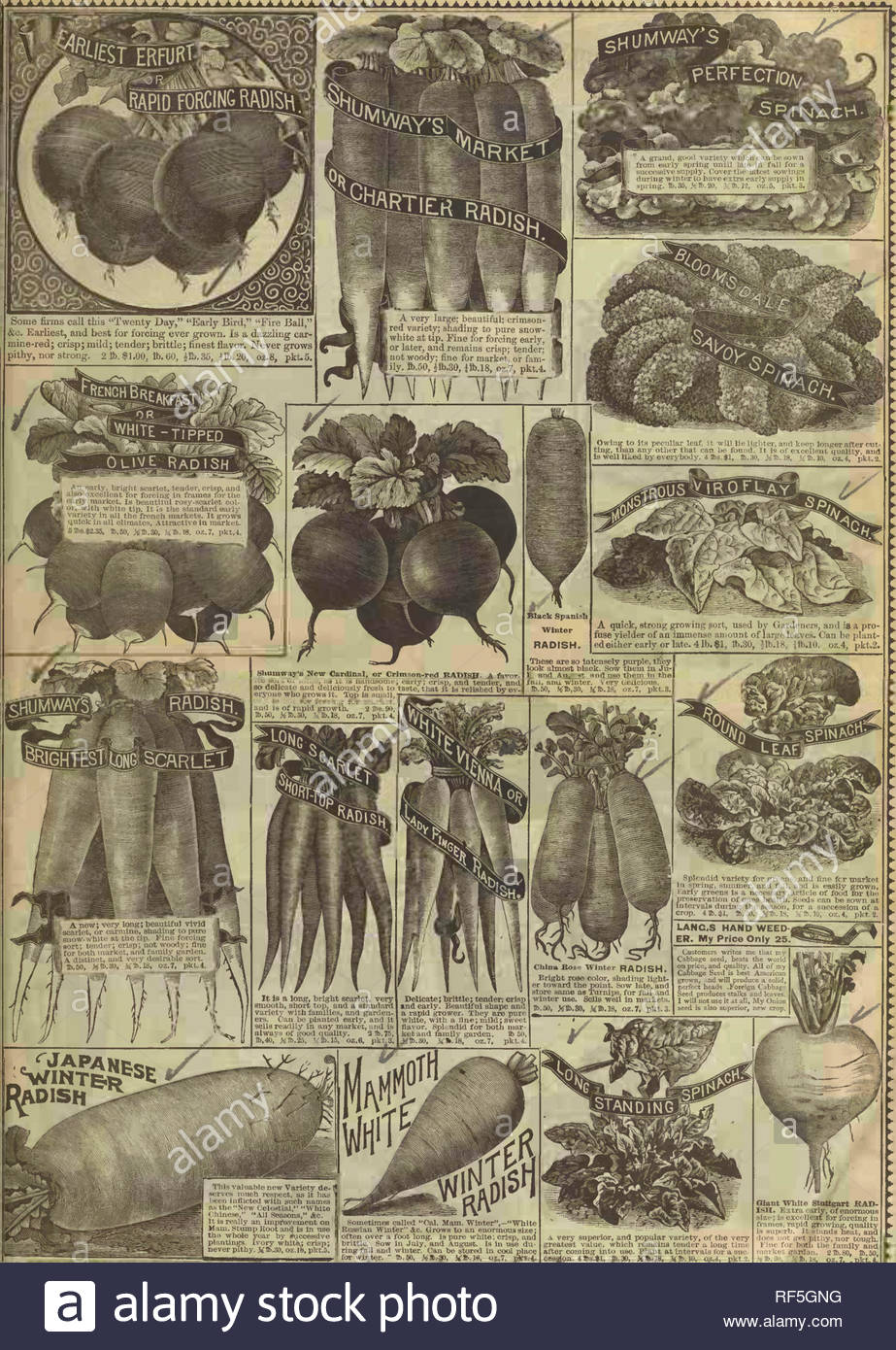 rh shumway garden guide nursery stock illinois rockford catalogs flowers seeds catalogs ve ables seeds catalogs f f iff f t y f f ygt v v f t r quotf f y y f rf gt f f y f t y rrgt v very supeiior and poptdar variety of the very gieatest value which remains tender a long time after ing tito use plajit at intervals for a snc giant thilte stattgart rad ish e3ira early of enormous size is excellent for forcing in frames rapid grooving quallf is superb it stands heat anl does not f80 lb50 hbgt3 xih oz7 pkt id ft k c please RF5GNG