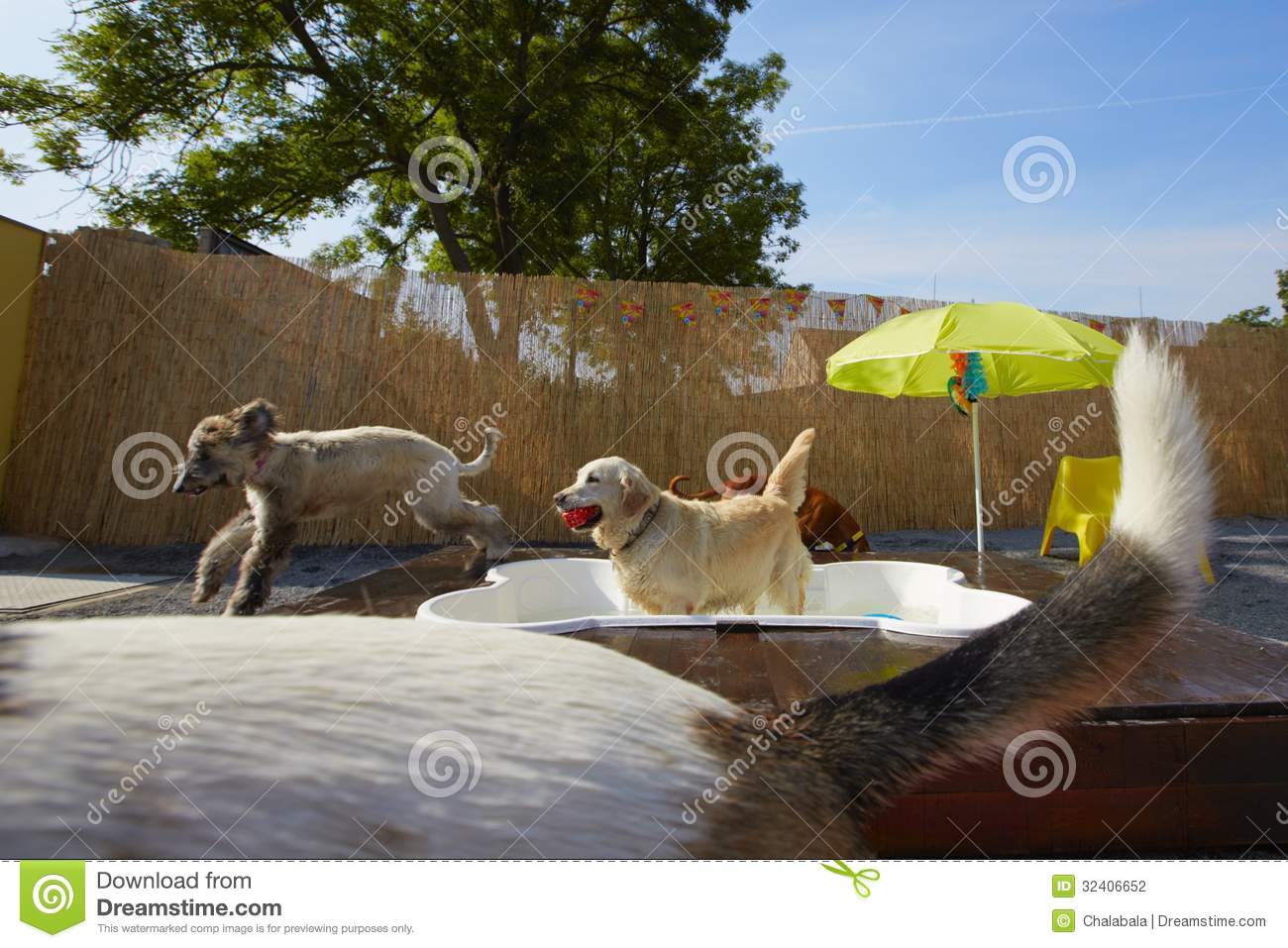Schwimmpool Garten Einzigartig Dogs Pool Stock Photo Image Of Animal Cheerful Outdoor