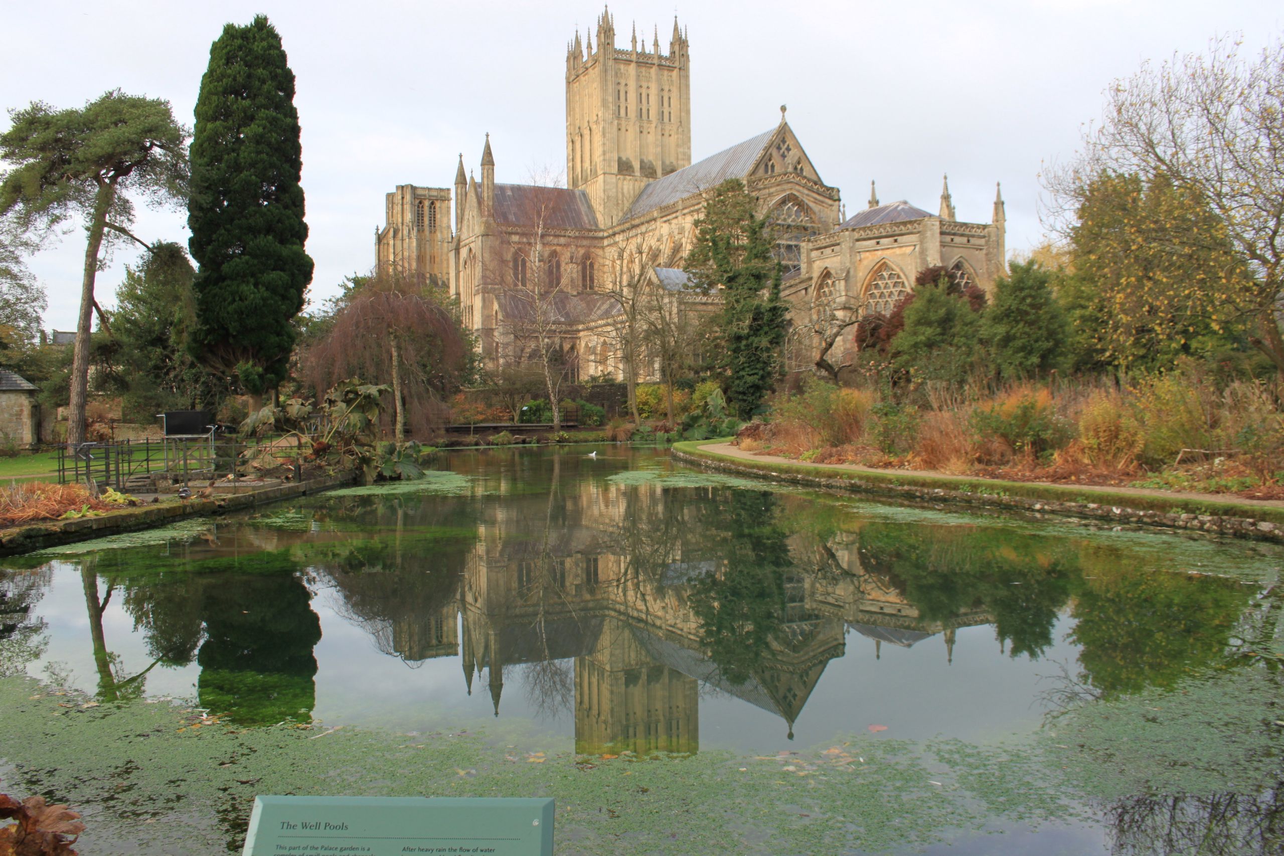 Wells Cathedral from the reflecting pool at the Bishops Palace new 05 JPG