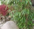 Sitzecke Garten Mauer Best Of Terrasse Mit Bambus Gestalten