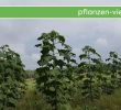 Spalierbäume Schneiden Best Of Paulownia Holz Für Wertholz Und Biomasse Kiribaum