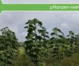 Spalierbäume Schneiden Best Of Paulownia Holz Für Wertholz Und Biomasse Kiribaum