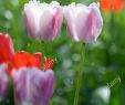 Tulpen Im Garten Best Of Gartenblumen Stock S & Gartenblumen Stock Alamy