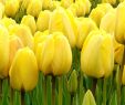 Tulpen Im Garten Best Of Instagram Posts at Keukenhof Lisse Holland