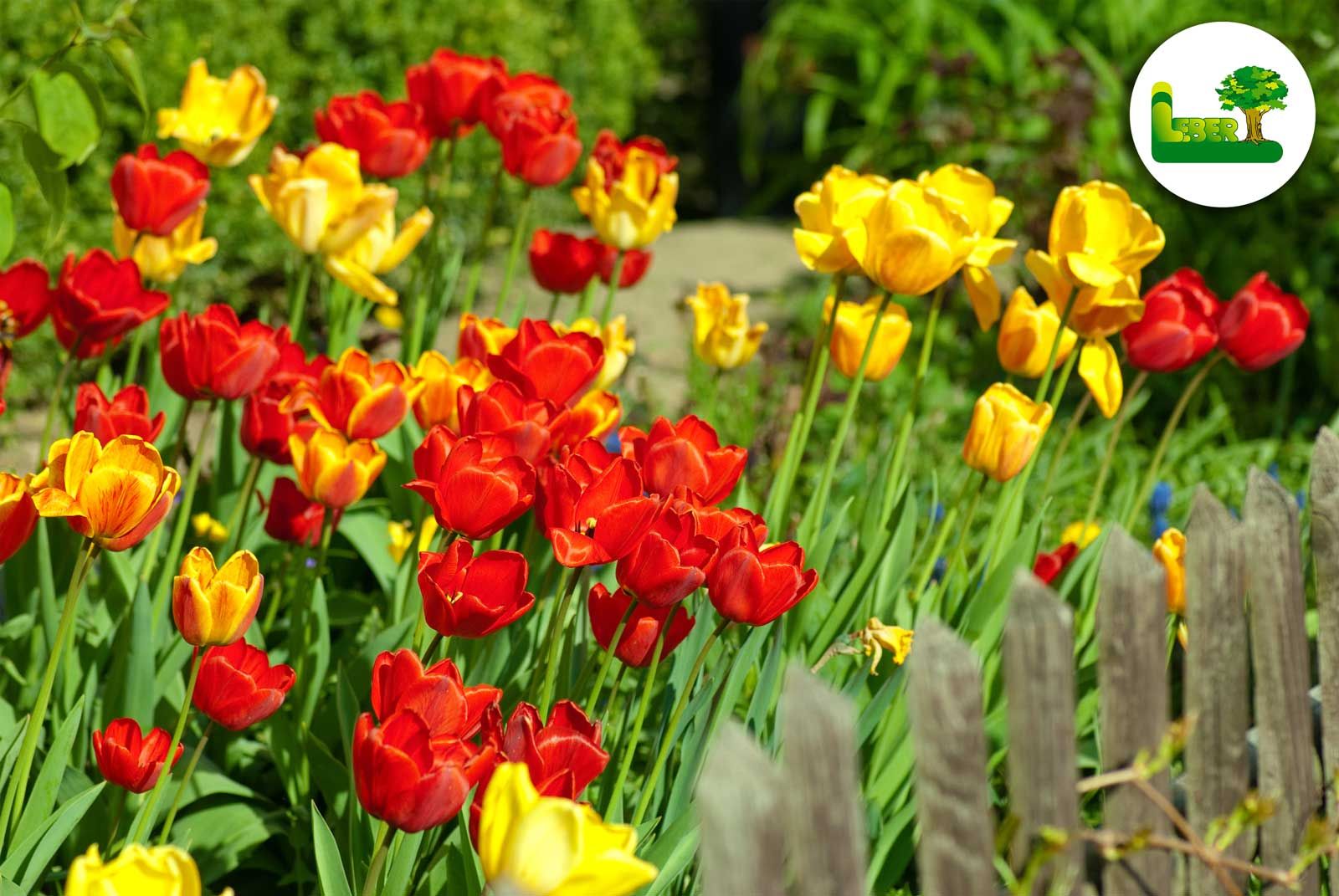 Tulpen Im Garten Einzigartig Frühling Im Garten 2019 Neues Aus Der Gartenwelt
