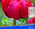 Tulpen Im Garten Einzigartig Profi Line Tulpen Pamplona