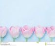 Tulpen Im Garten Einzigartig Rosa Tulpen Blühen Auf Draufsicht Des Blauen Hintergrundes