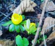 Tulpen Im Garten Einzigartig Yellowblossom Instagram S and Videos