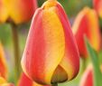 Tulpen Im Garten Elegant Darwin Hybrid Tulpe Apeldoorn S Elite 10 Stück Tulipa Apeldoorn S Elite