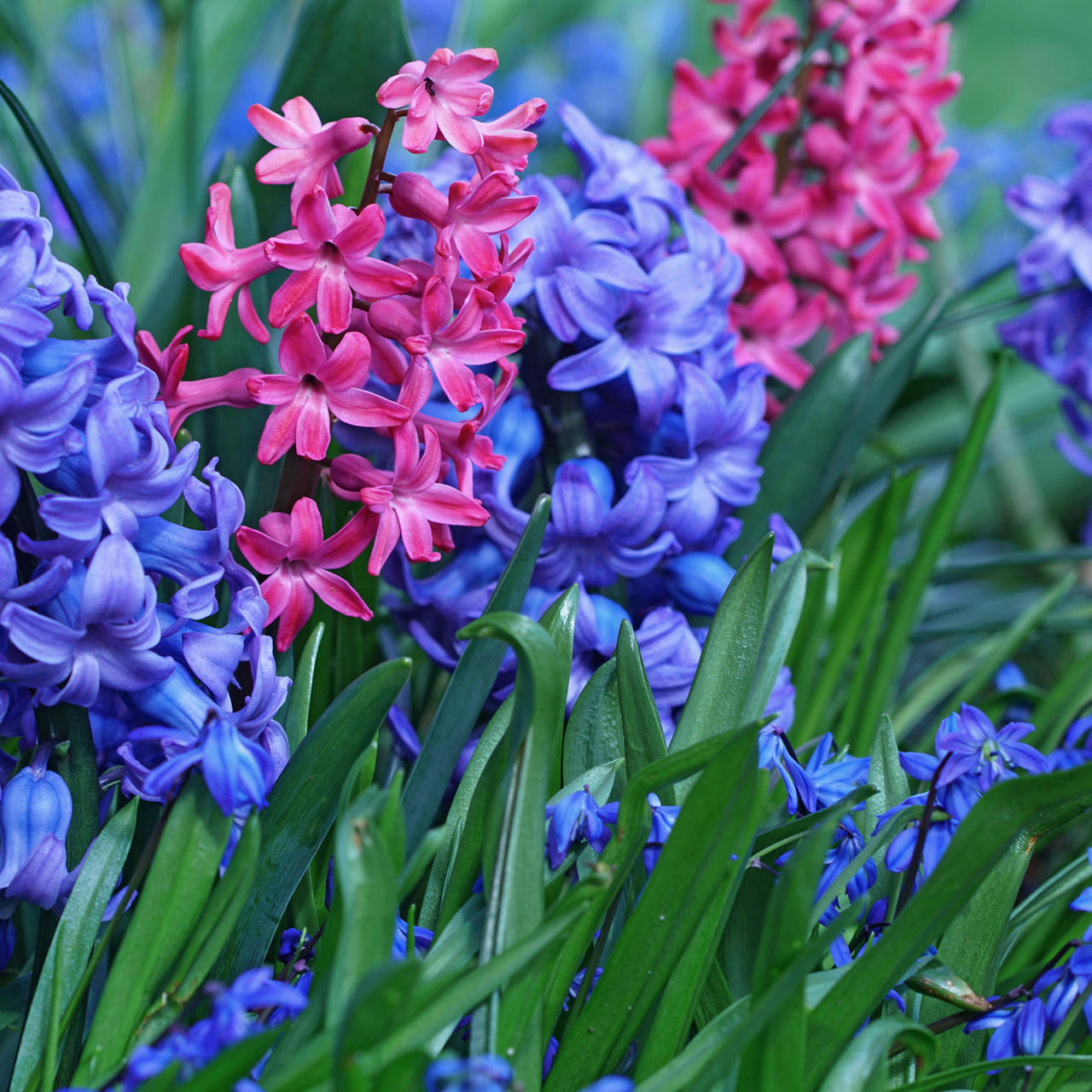 Tulpen Im Garten Elegant Hyazinthen Pflegen Und Zum Blühen Bringen – Tipps & Tricks