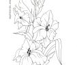 Tulpen Im Garten Genial List Gladiole S and Videos