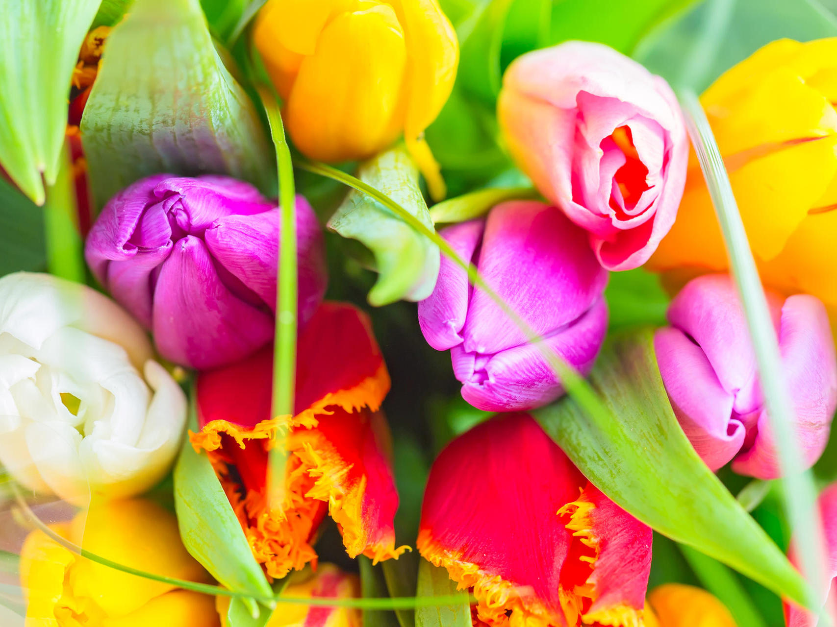 Tulpen Im Garten Genial Tipps Zur Pflege Von Tulpen In Der Vase Für Eine Längere