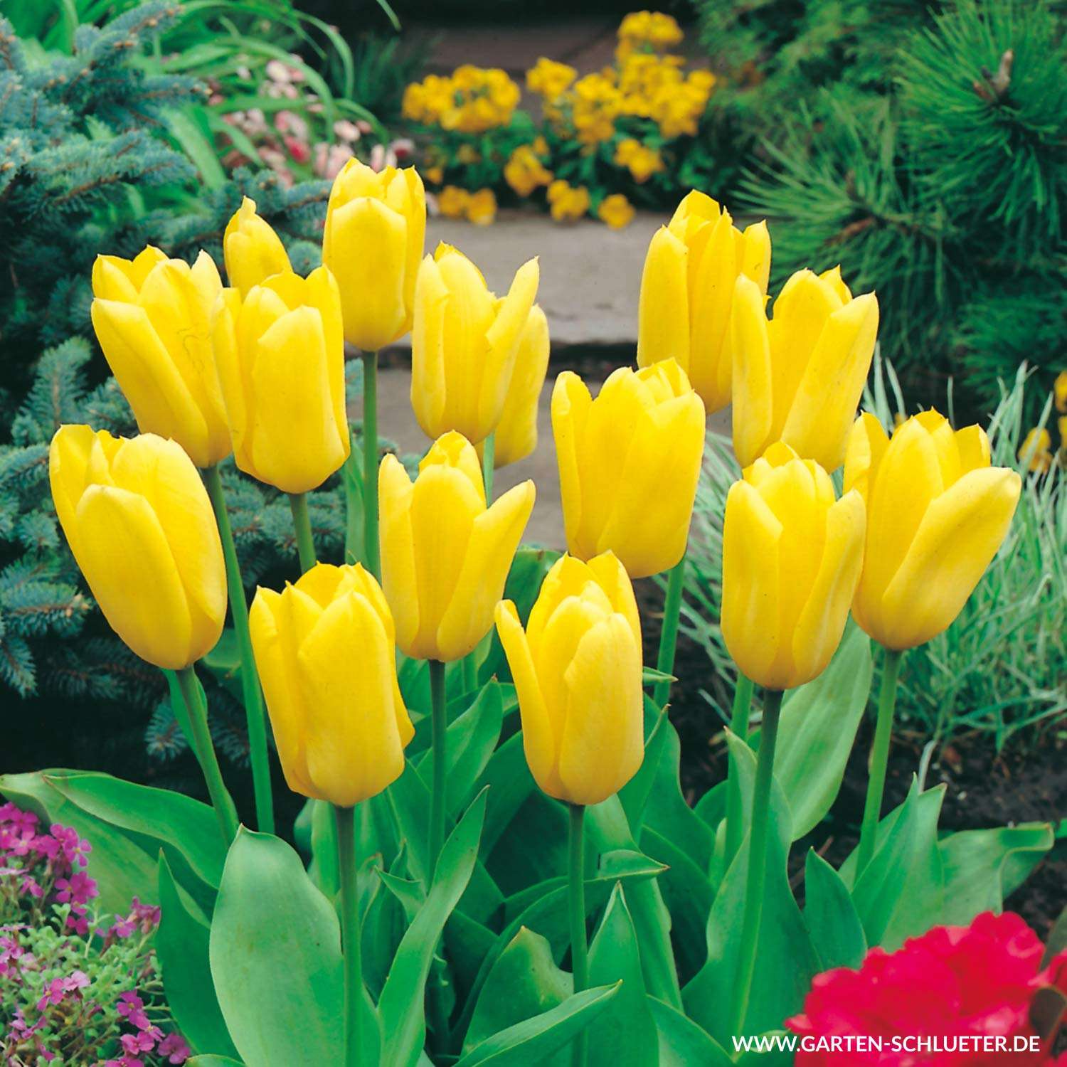 Tulpen Im Garten Inspirierend Fosteriana Tulpe Candela 10 Stück Tulipa Fosteriana Candela