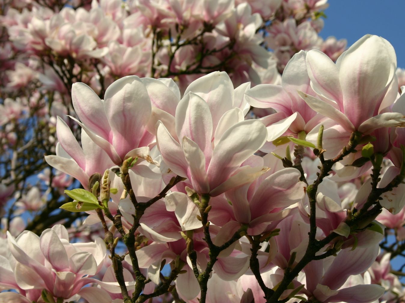 Tulpen Im Garten Inspirierend Garten Magnolia soulangiana Tulpen Magnolie 125 150cm Blumen