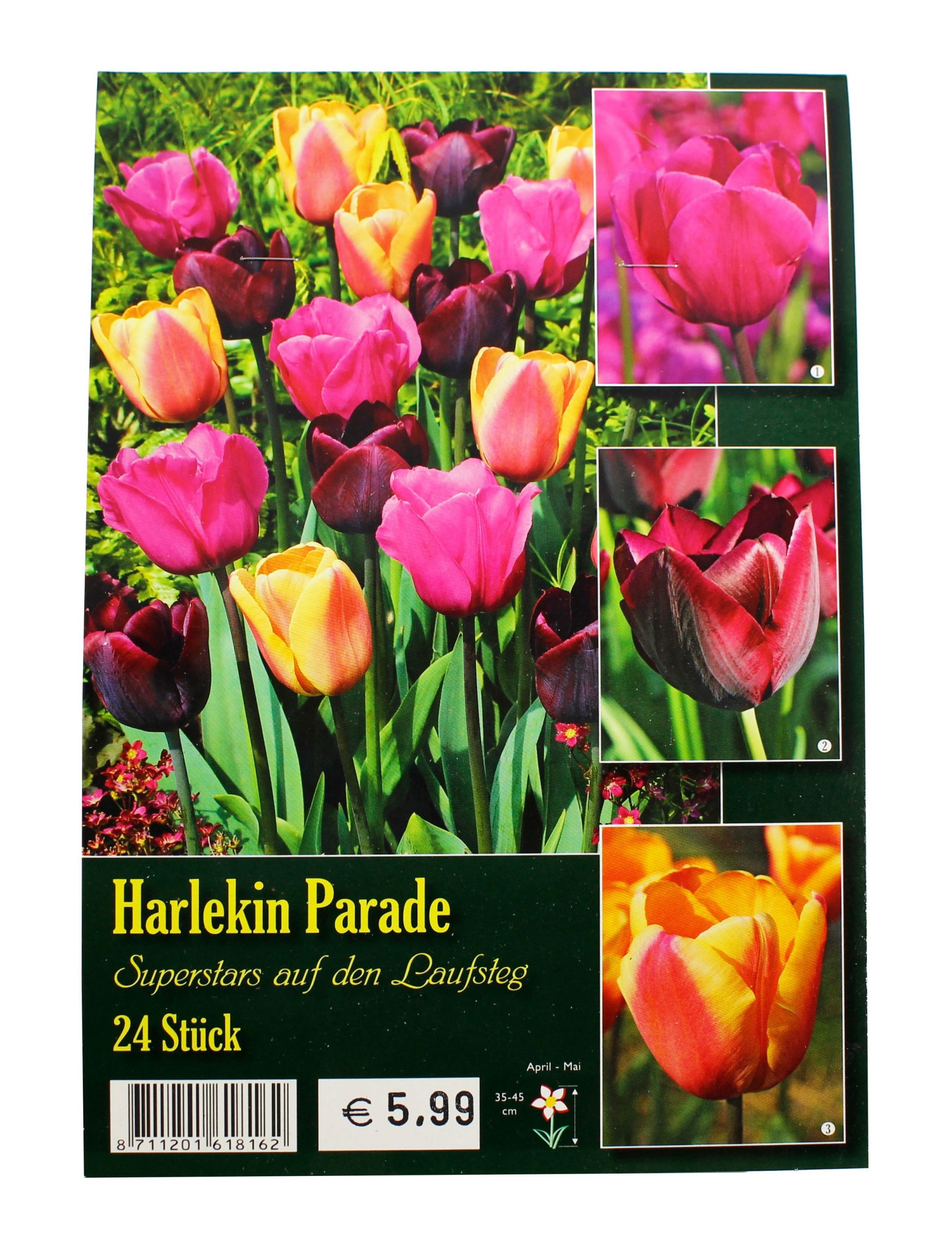 Tulpen Im Garten Inspirierend Harlekin Parade Tulpenmischung